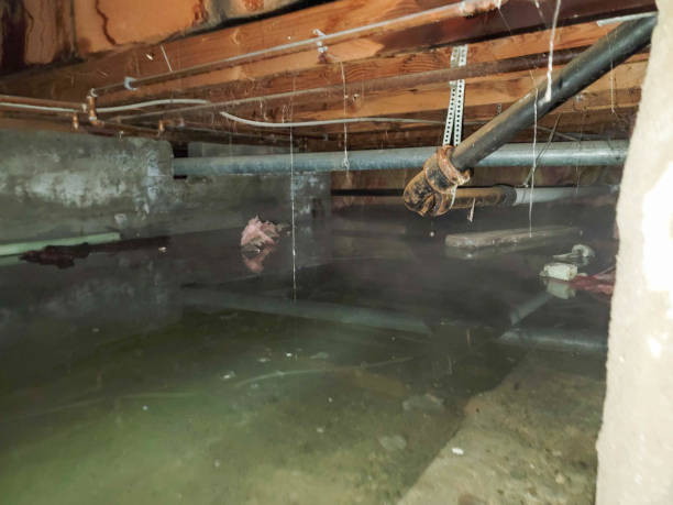 Best Sewage cleanup and water damage restoration  in Goshen, AR